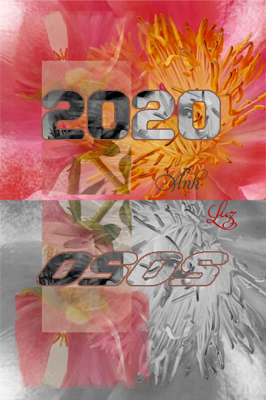 voeux 2020 Anh Luz pivoines/wishes Anh Luz for 2020